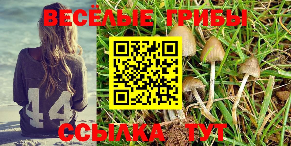 Галлюциногенные грибы Psilocybine cubensis Краснознаменск