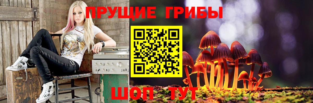 Псилоцибиновые грибы Psilocybine cubensis  Краснознаменск 